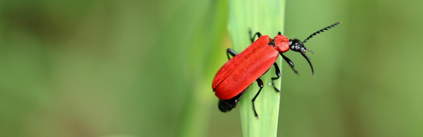 Kleine rote Käfer im Garten Was tun? Liebe Deinen Garten